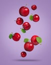 Many fresh cherry plums falling on violet background Royalty Free Stock Photo
