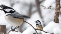 Many Chickadee Birds Flying Up to Eat the Fat In