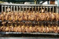 Many chicken breasts cooked on a spit