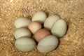 Many chicken eggs in the nest. Organic egg for a healthy protein breakfast. Easter symbol. Raw chicken eggs. Blue