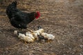 Many chicken with hen black color. Royalty Free Stock Photo