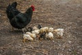 Many chicken with hen black color. Royalty Free Stock Photo