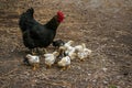 Many chicken with hen black color. Royalty Free Stock Photo