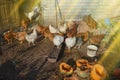 Many chickens eating food in farm. Chicken in hen house Royalty Free Stock Photo