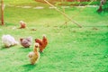 Many chickens rest happily on the chicken farm in the afternoon. Royalty Free Stock Photo