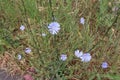 Many chicory flowers bloomed early in the morning at dawn in the field Royalty Free Stock Photo