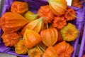 Chinese lantern Physalis alkekengi fruits as autumn decoration Royalty Free Stock Photo