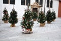 Christmas trees near St. Simon`s Church. Zadar. Croatia. Royalty Free Stock Photo