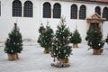 Christmas trees near St. Simon`s Church. Zadar. Croatia. Royalty Free Stock Photo
