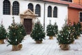 Christmas trees near St. Simon`s Church. Zadar. Croatia. Royalty Free Stock Photo