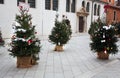 Christmas trees near St. Simon`s Church. Zadar. Croatia. Royalty Free Stock Photo