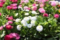 Many of chrysanthemum type flowers for sale in the flower market