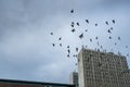Many city pigeons flying across a dark sky with office buildings