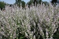 Many clary sage floral spikes with petals in light lavender and white