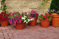 Many Clay Flowerpots With Blooming Plants At Stone Wall Royalty Free Stock Photo