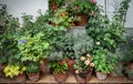 Many clay flowerpots with blooming plants at the wall . Ornamental backyard garden