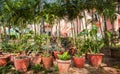 Many clay pots with tropical plants and flowers in a shady garden