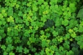 Clovers, green background, clover plants botany background Royalty Free Stock Photo