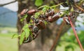 Many cockchafers or may bugs eating on a almost leafless apple tree, Austria, Europe