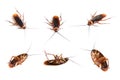 Many cockroach on isolated white background,Dead cockroachs on white Royalty Free Stock Photo