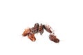 Many cockroaches isolated on the white background
