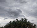 Many coconut trees with clouds at forest Royalty Free Stock Photo