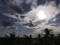 Many Coconut Trees With Icecube Blue Sky And Sun