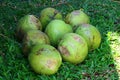 Many coconuts on the grass