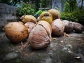 Many Coconuts In The Market. Lots of fresh green coconut. Pile of old coconut.