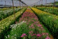 Many color chrysanthemums flower in gerden