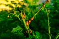 Many Colorado larvae ate the potato bush. Early morning in the garden with warm dawn rays of the sun