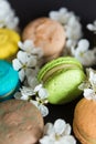 many colored macaroons on a black background with white apple blossom Royalty Free Stock Photo