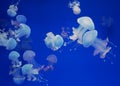 Many colored and white jellyfish in blue water. Royalty Free Stock Photo