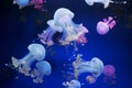 Many colored and white jellyfish in blue water. Royalty Free Stock Photo