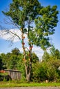 Many colorful bird houses on a tree. Nature care concept Royalty Free Stock Photo