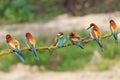 Many colorful birds on a branch