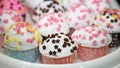 Many Colorful Cup Cakes Royalty Free Stock Photo
