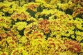 Many colorful flowers, beautiful background Royalty Free Stock Photo