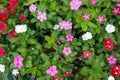 Many colorful flowers have green leaves.