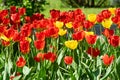 Red and yellow tulips in the Park on a flower bed Royalty Free Stock Photo