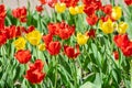 Red and yellow tulips in the Park on a flower bed Royalty Free Stock Photo