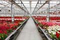 Many colorful geraniums in a greenhouse for growing flowers.