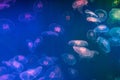 Many colorful jellyfish on blue background Royalty Free Stock Photo