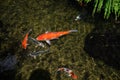 Many colorful koi fish play in the pool. Close up, top view Royalty Free Stock Photo