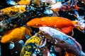 Many colorful Koi fishes Royalty Free Stock Photo