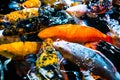 Many colorful Koi fishes Royalty Free Stock Photo