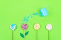 Many colorful lollipops and garden watering can on green pastel background. Minimal modern party, festive background. Flat lay,