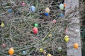 plastic Easter eggs hanging on a bush Royalty Free Stock Photo