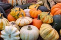 Many colorful pumpkins of different varieties. Harvesting vegetables, a bunch of little squash. Orange white green pumpkin, autumn