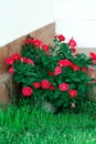 Many colorful red petunias in a flower pot stand in the lush green grass next to the house. Garden decoration. Growing seedlings. Royalty Free Stock Photo